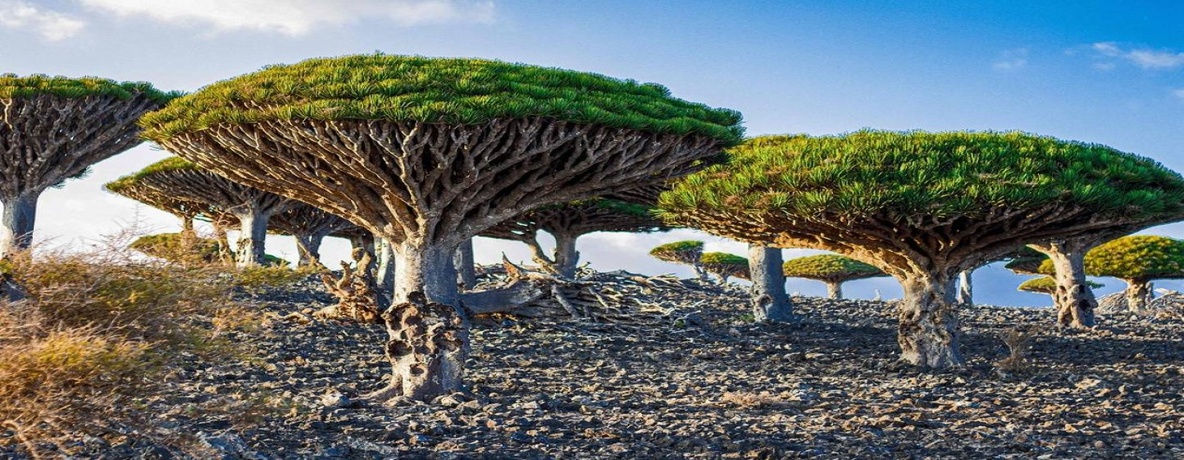Socotra – Ilhas do Iêmen