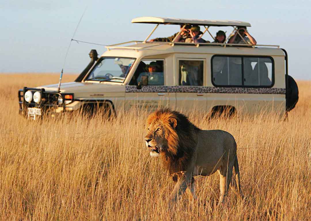 Safari na África - Imagem 1